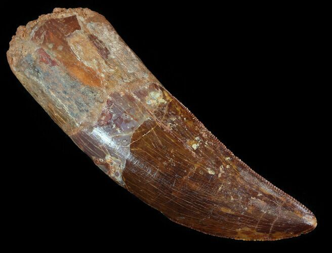 Serrated Carcharodontosaurus Tooth - Partially Rooted #52468